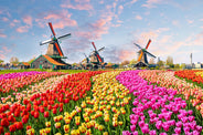 Dutch evening