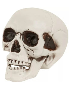 Widmann SRL Schedel met beweegbare kaak 28cm Evi