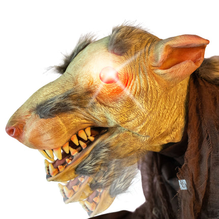 Gemuteerde rat close-up