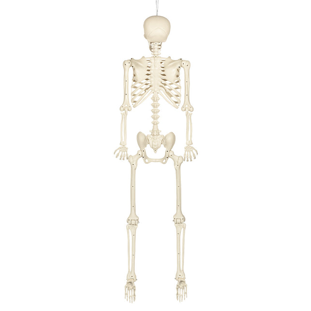 Achterkant van het hangende skelet skinny met schouderbladen en wervelkolom