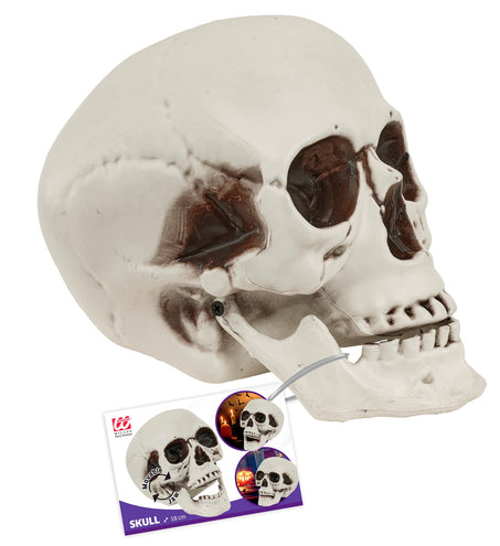 Detail van het draaipunt waarmee de onderkaak van de schedel beweegt