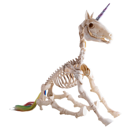 Eenhoorn skelet in liggende houding met gestrekte poten en regenboogkleurige staart als halloweendecoratie
