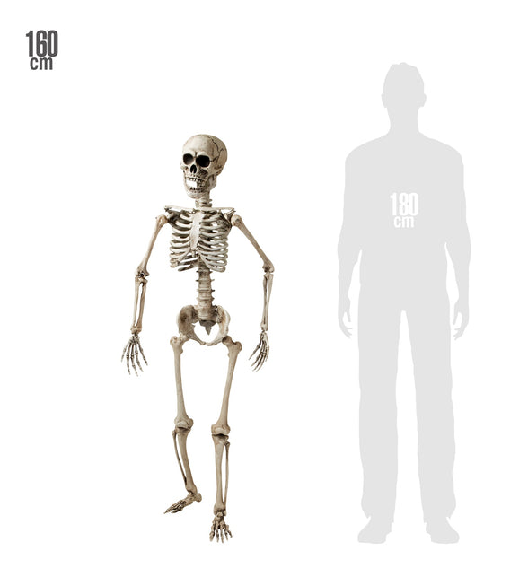 Nep skelet van 160 cm naast een silhouet van 180 cm als maatvergelijking