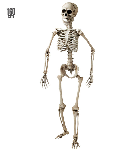 Nep skelet van 160 cm met vergeelde botten en gebarsten schedel als halloweendecoratie