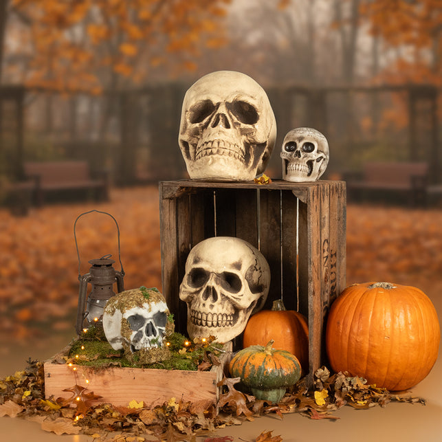 Schedel Whisperbone in een Halloweentafereel met pompoenen en een houten kistje