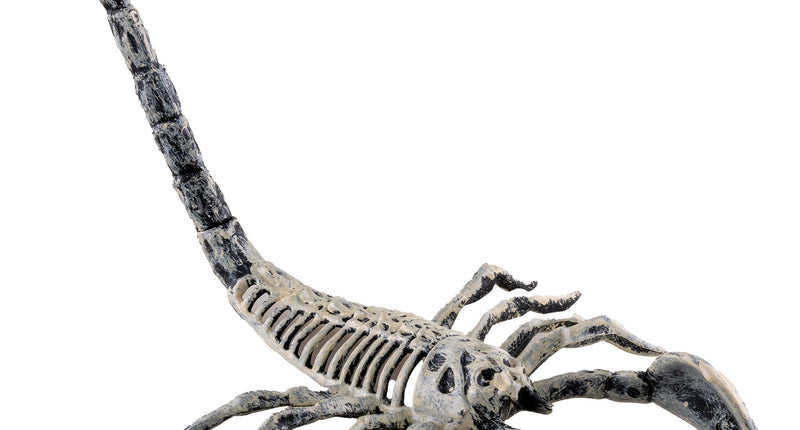 Schorpioen skelet 25 cm van pvc, botwit met zwarte vlekken en opgeheven staart, Halloween decoratie