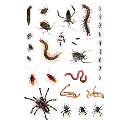 Vel tattoos dieren van 21 x 14,8 cm met spinnen, kakkerlakken, mieren, duizendpoten en wormen