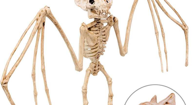 Vleermuis skelet van 30 cm met uitgespreide vleugels, draaibare kop en beweegbare kaak