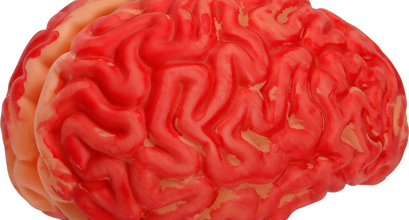 Widmann SRL Bloederige hersenen deco