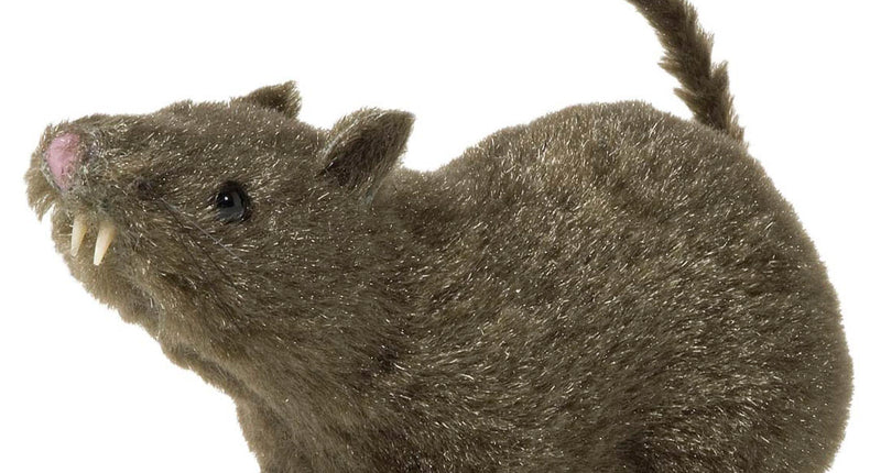 Widmann SRL Harige rat griezeldier 21cm