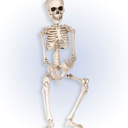 Widmann SRL Nep skelet 50cm