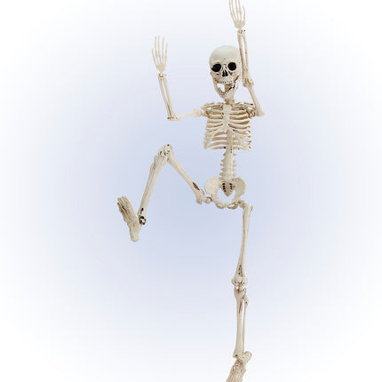 Widmann SRL Nep skelet 50cm