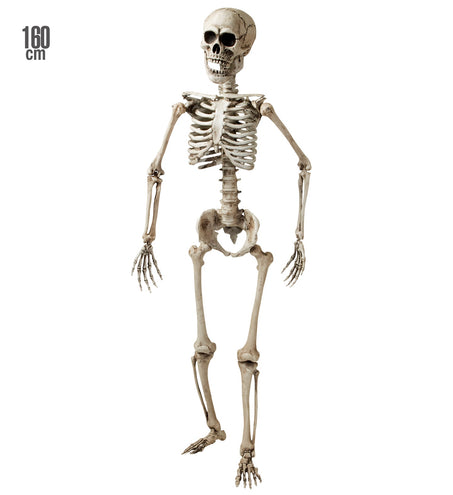 Widmann SRL Nep skelet van een volwassenen 160cm