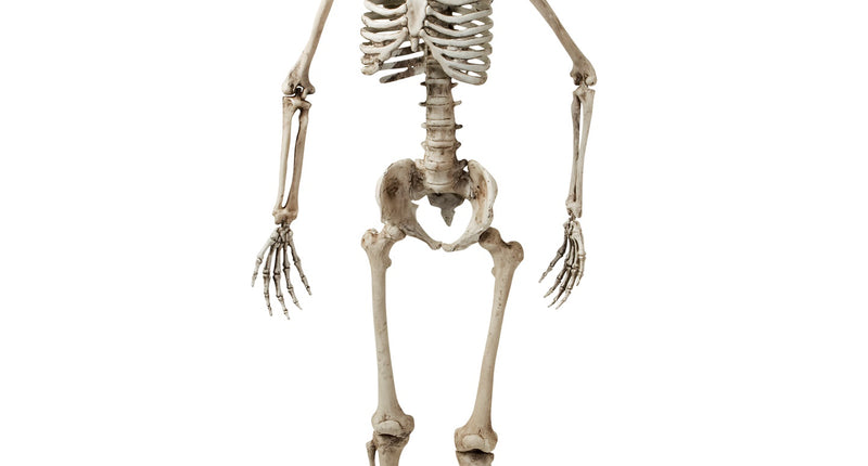 Widmann SRL Nep skelet van een volwassenen 160cm