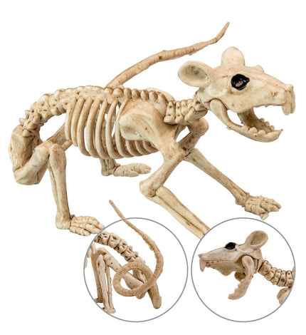 Widmann SRL Ratten skelet