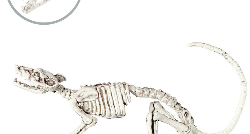 Widmann SRL Ratten Skelet deco