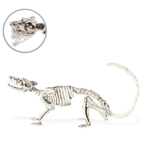 Widmann SRL Ratten Skelet deco