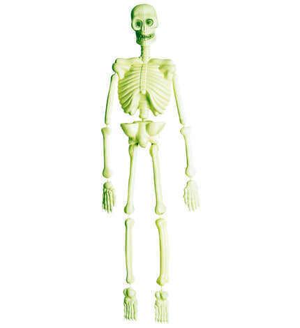 Widmann SRL Skelet hangend glow in the dark