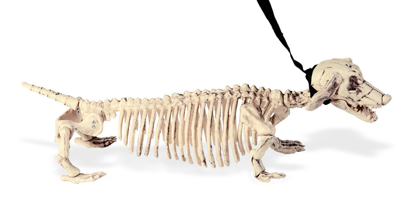 Widmann SRL Skelet tekkel 55cm