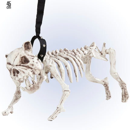 Widmann SRL Skelet van een hond