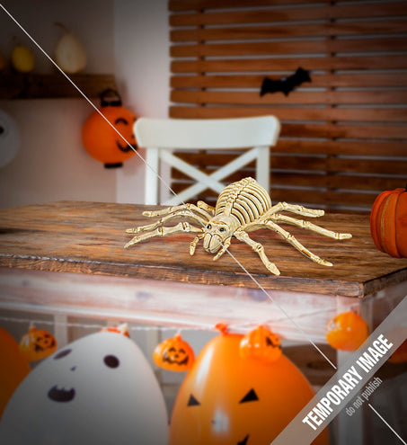 Widmann SRL Spinnen skelet