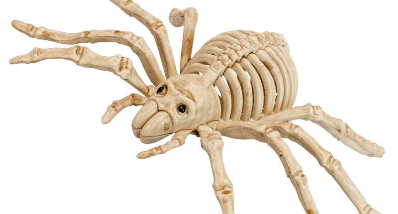 Widmann SRL Spinnen skelet