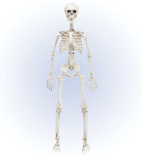 Widmann SRL Vorm baar skelet Halloween