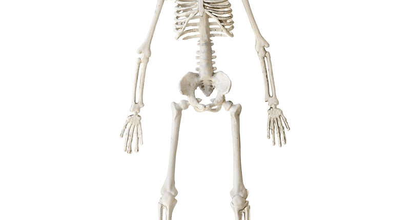 Widmann SRL Nep skelet 40 cm buigbaar