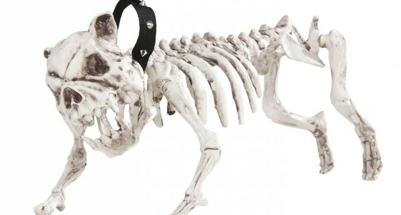 Widmann SRL Skelet van een hond